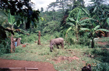 There are only a few Dibabawon families who own carabaos in Barangay Buhi.